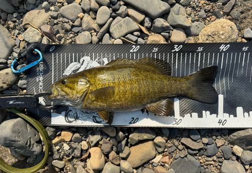 スモールマウスバスの釣果