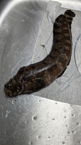 フサギンポの釣果