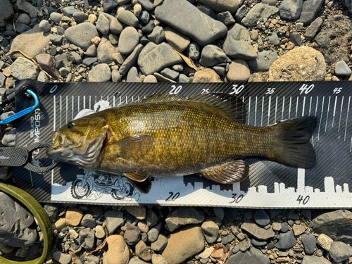 スモールマウスバスの釣果