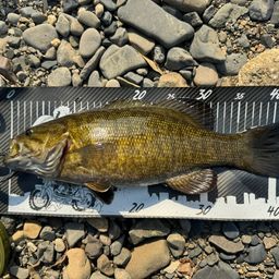 スモールマウスバス