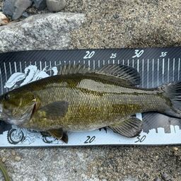 スモールマウスバス