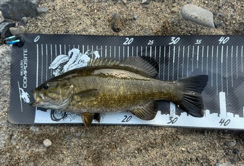 スモールマウスバスの釣果