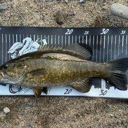 スモールマウスバス