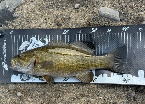 スモールマウスバスの釣果