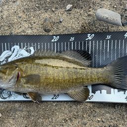 スモールマウスバス