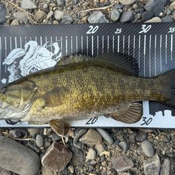 スモールマウスバス