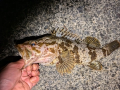 タケノコメバルの釣果