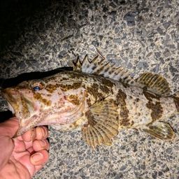 タケノコメバル