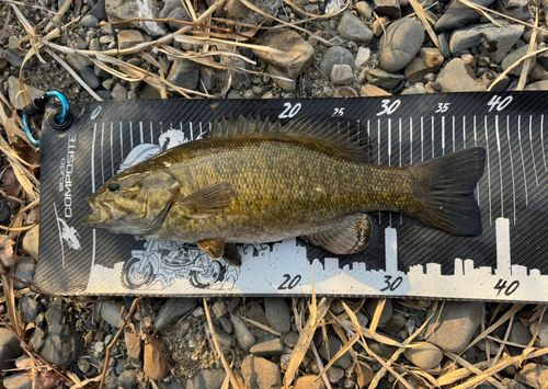 スモールマウスバスの釣果