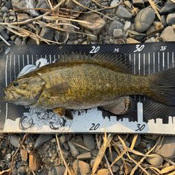 スモールマウスバス