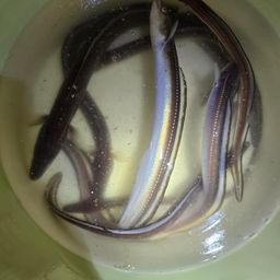 アナゴ