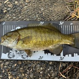 スモールマウスバス