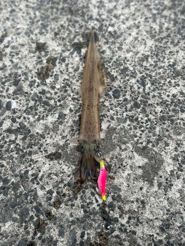 ヤリイカの釣果