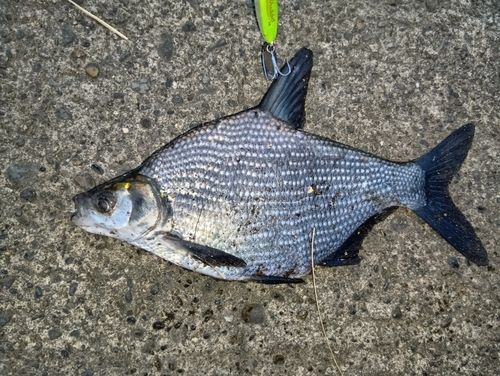 ダントウボウの釣果