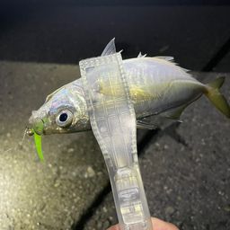 アジ