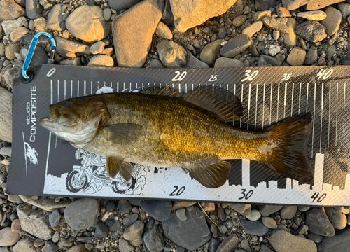スモールマウスバスの釣果