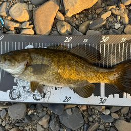 スモールマウスバス