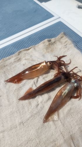 マルイカの釣果