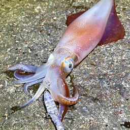 ケンサキイカ