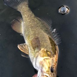 スモールマウスバス