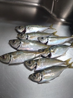 アジの釣果