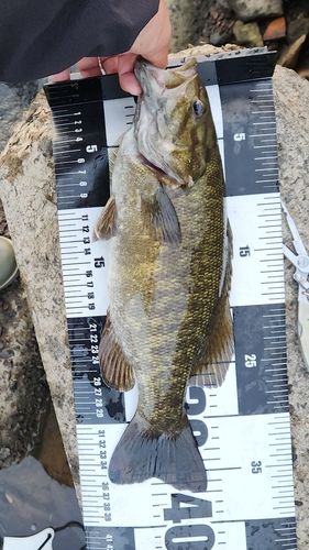 スモールマウスバスの釣果