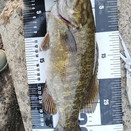 スモールマウスバス