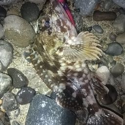 カサゴ