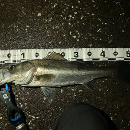 セイゴ（マルスズキ）