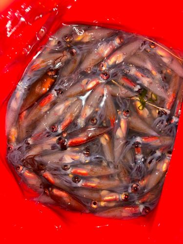 ホタルイカの釣果