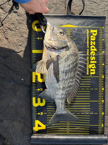 クロダイの釣果