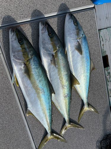 ヒラマサの釣果