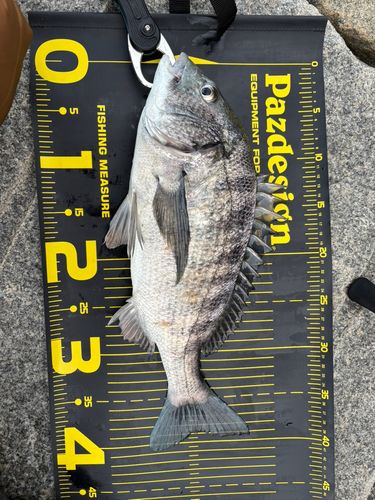 クロダイの釣果