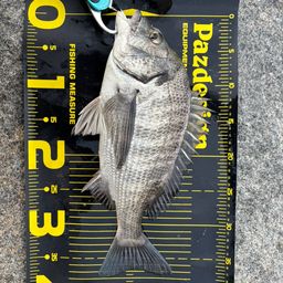 クロダイ
