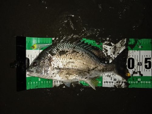 キビレの釣果
