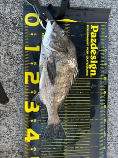 クロダイの釣果