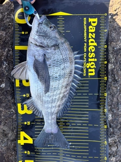 クロダイの釣果
