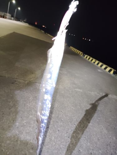 タチウオの釣果