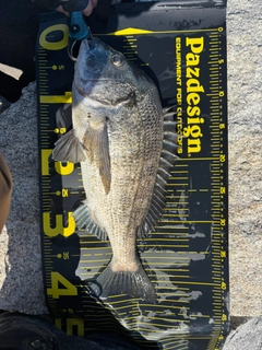 クロダイの釣果