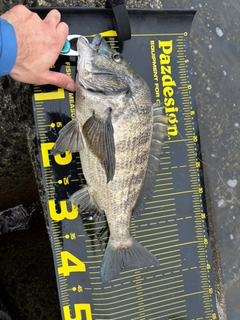 クロダイの釣果