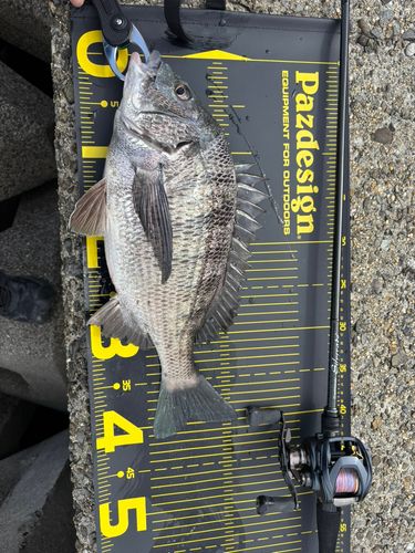 クロダイの釣果