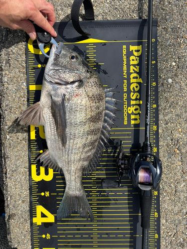 クロダイの釣果