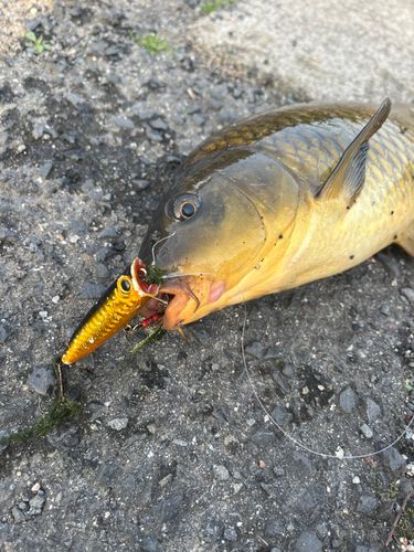 コイの釣果
