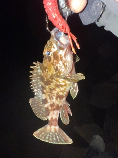 カサゴの釣果