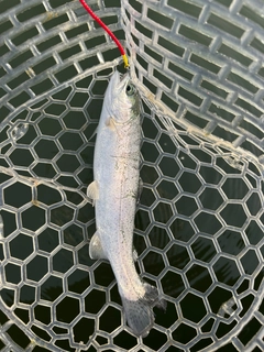ニジマスの釣果