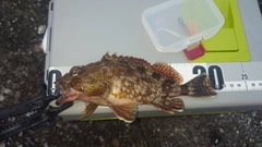 ガシラの釣果