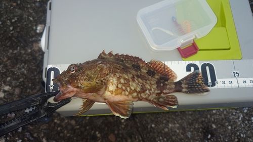 ガシラの釣果