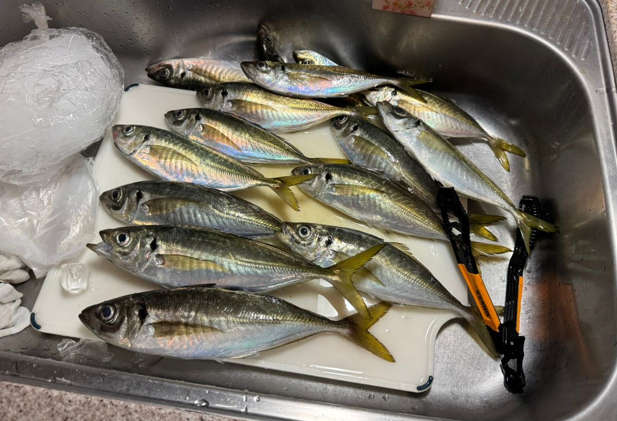 kunchanさんの釣果 2枚目の画像