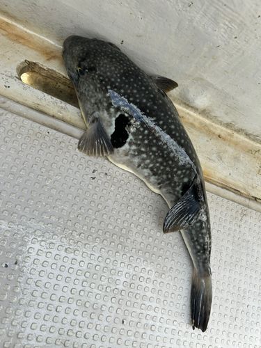 マフグの釣果