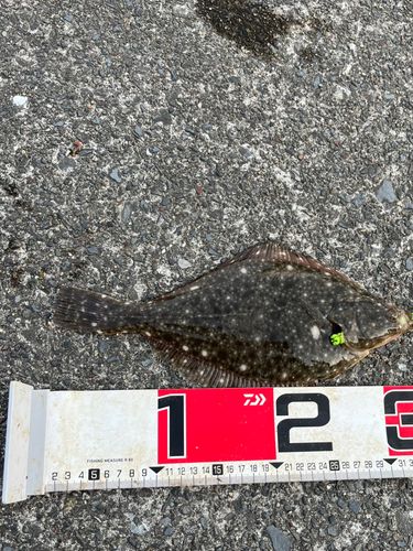 カレイの釣果